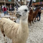 animal (llama) en el alto del chocho