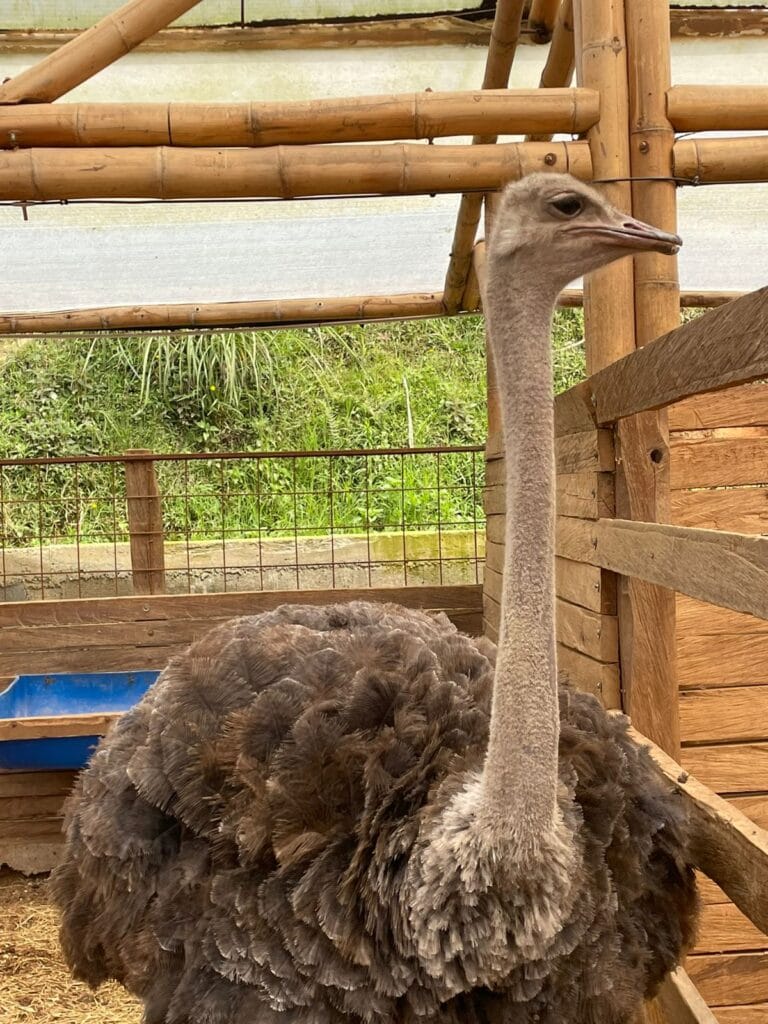avestruz