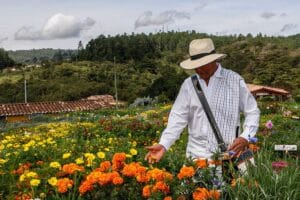Celebración de la Feria de las Flores en Medellín con música, flores y ambiente festivo