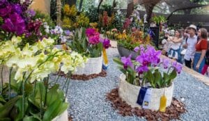 feria de flores 2026 en medellin, unico lugar pra vivir esta maravillosa experiencia